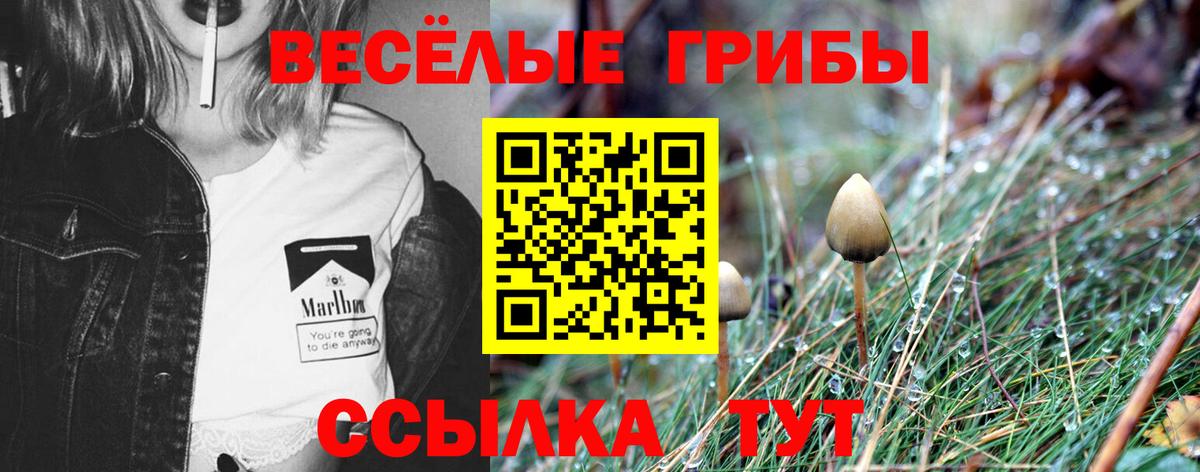 Курчатов  Галлюциногенные грибы ЛСД  Вход с VPN 